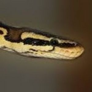 Meet your Posher, Ansley